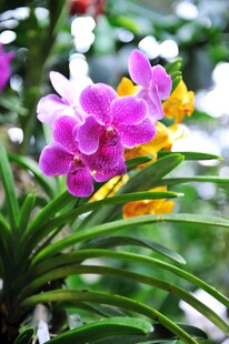 唯美紫色兰花特写
