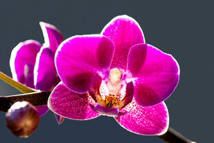 紫红色蝴蝶兰特写