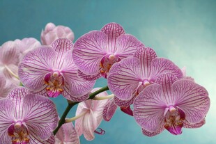 粉紫蝴蝶兰特写