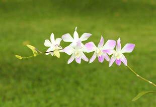 清新粉紫兰花花枝