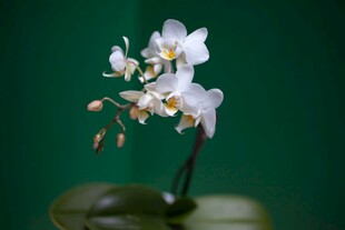 淡紫蝴蝶兰特写