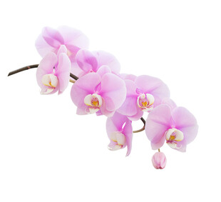 粉色蝴蝶兰花枝