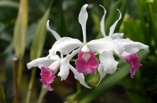 白瓣粉芯兰花特写