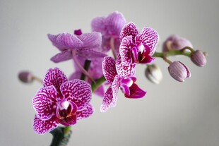 紫色蝴蝶兰花卉特写