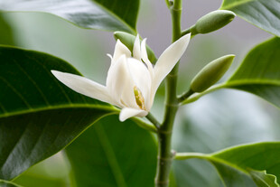 白兰花清新特写