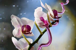 梦幻蝴蝶兰特写