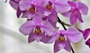 紫色兰花特写