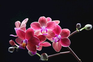 梦幻红蝴蝶兰特写