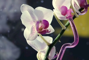蝴蝶兰花卉特写