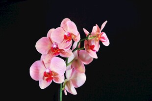 粉色蝴蝶兰花卉特写
