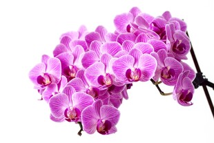 唯美粉紫蝴蝶兰