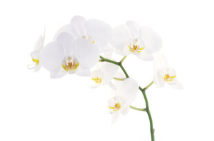 白色蝴蝶兰花枝