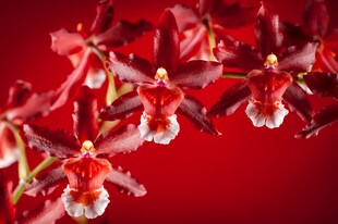 红色兰花唯美背景图