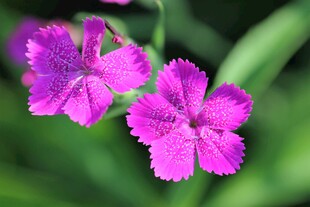 两朵紫花清新特写