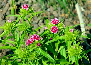 石竹花户外生长实拍