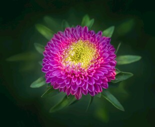 紫粉色翠菊特写