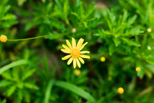清新黄色小雏菊