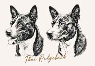 泰皇脊背犬插画