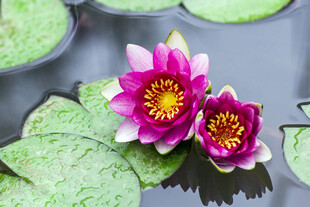 莲花