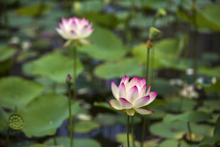 荷花池