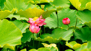 荷花池