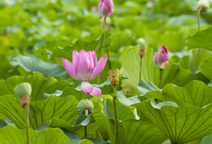 荷花池塘