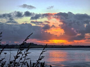 海滨夕照芦苇剪影