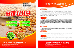 大豆单页大豆宣传单页农作物