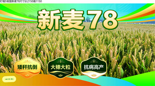 新麦78小麦品种宣传图