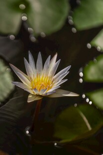 清新睡莲微距特写