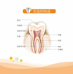 牙齿构造科普示意图