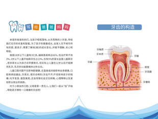 牙齿结构科普示意图