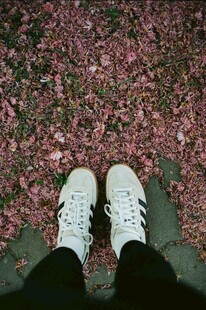 脚下满地粉色落花