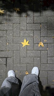 脚下秋日落叶