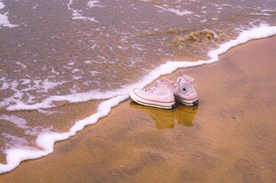 海滩边戏水的小狗