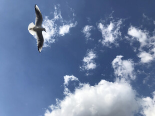 蓝天翱翔的海鸥