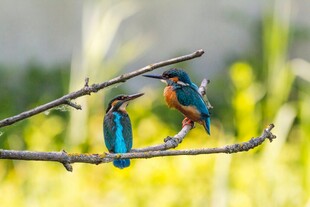 两只翠鸟栖于枝头