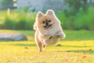 草地上奔跑的博美犬