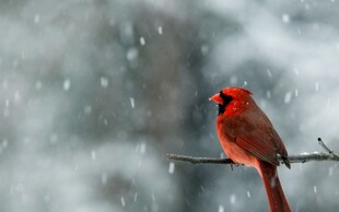 雪中枝头的北美红雀