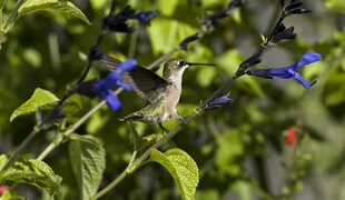 蜂鸟停驻蓝花枝头