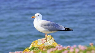 海边礁石上的海鸥