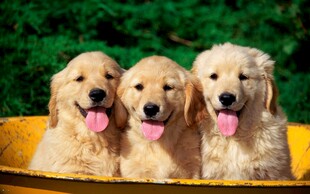 三只可爱金毛幼犬