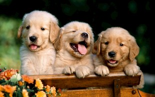 三只可爱金毛幼犬