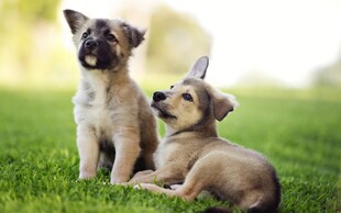 草地上两只可爱幼犬