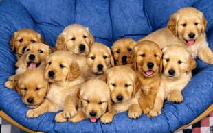 一群可爱金毛幼犬