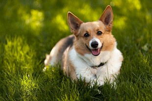 草地上的可爱柯基犬