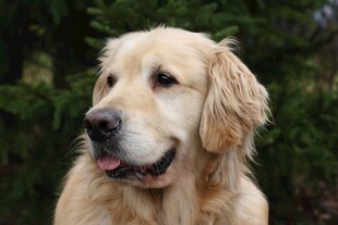 微笑金毛犬