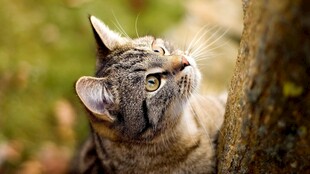 林间仰望的虎斑猫咪