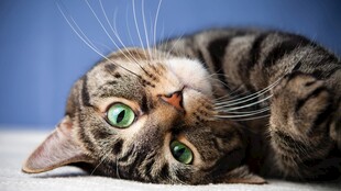躺卧的绿眼虎斑猫