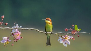 花枝上的小鸟